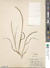 Lolium rigidum image