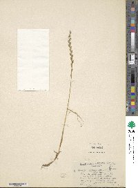 Lolium perenne image