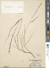 Lolium perenne image