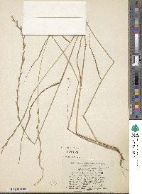 Lolium perenne image