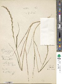 Lolium perenne image