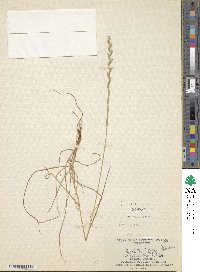 Lolium perenne image