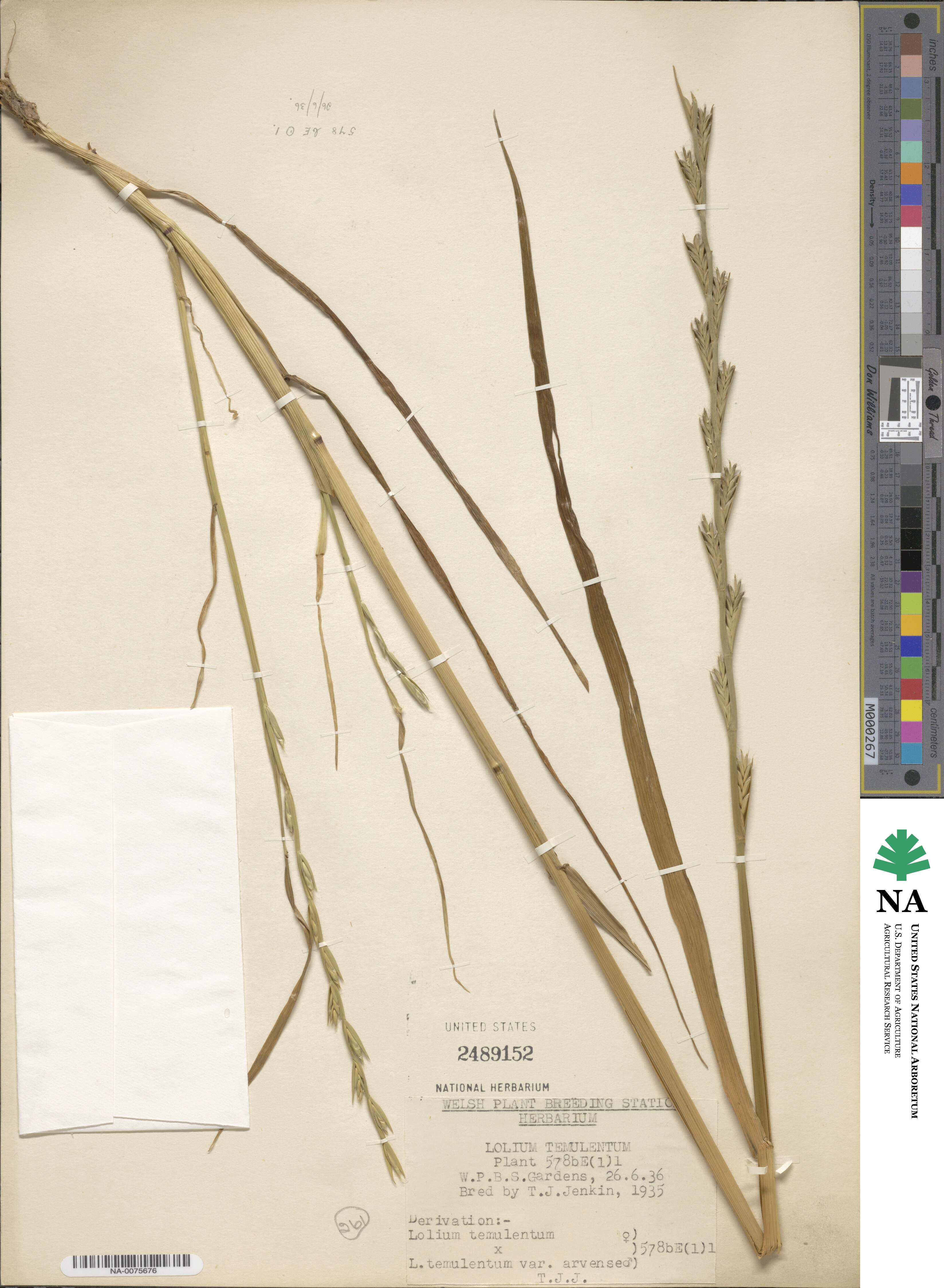 Lolium temulentum image