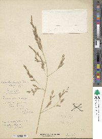 Festuca arundinacea image