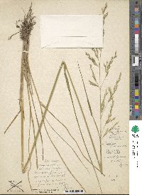 Festuca arundinacea image