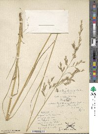 Festuca arundinacea image