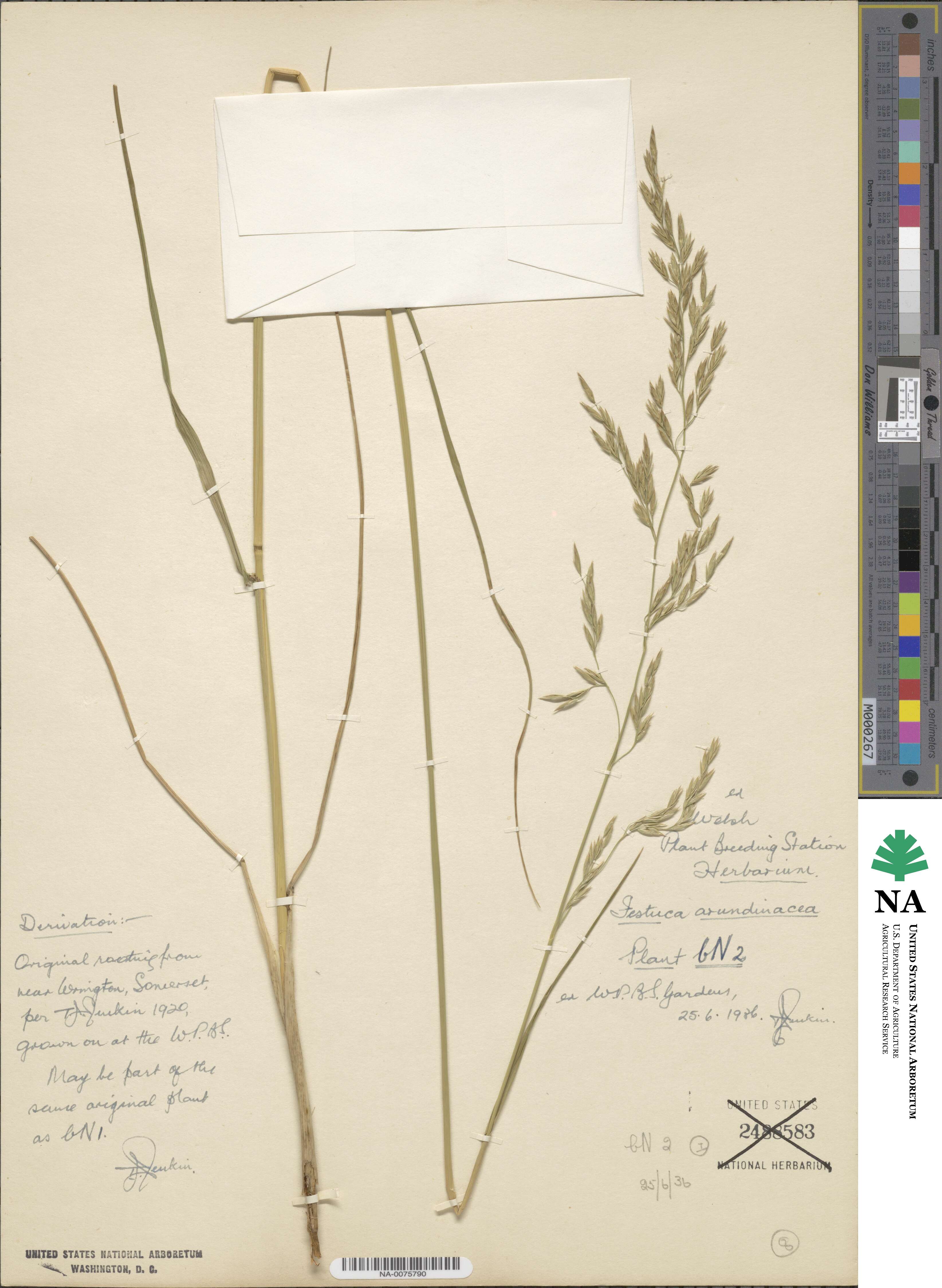 Festuca arundinacea image