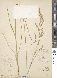 Festuca arundinacea image