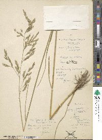 Festuca arundinacea image