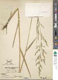 Festuca arundinacea image