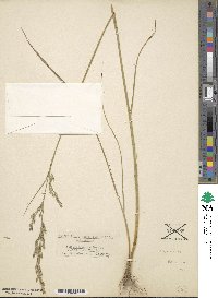 Festuca arundinacea image