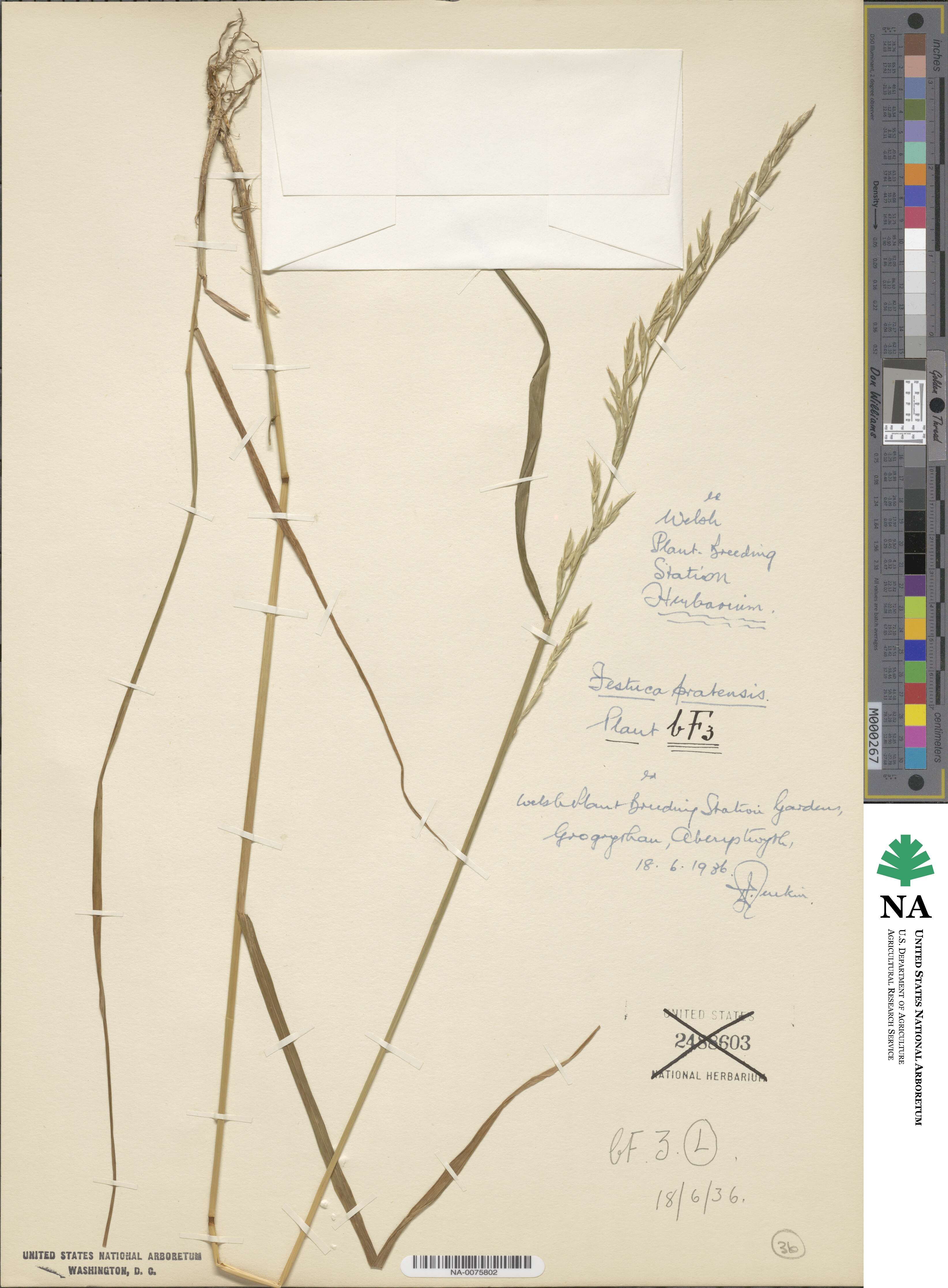 Lolium pratense image