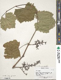 Vitis sylvestris image