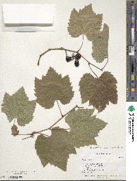 Vitis sylvestris image