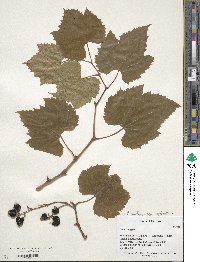 Vitis sylvestris image