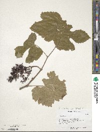 Vitis sylvestris image