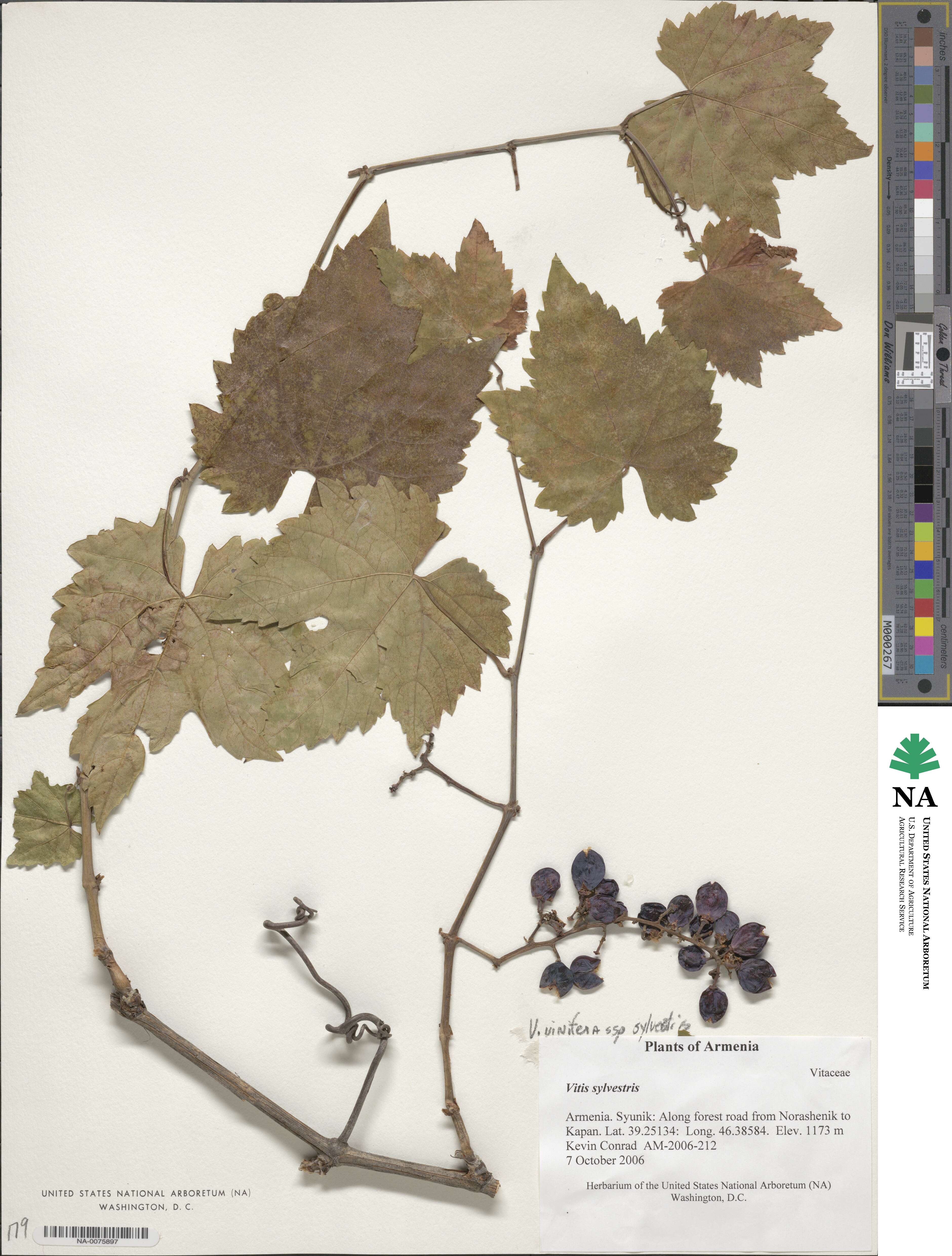 Vitis sylvestris image