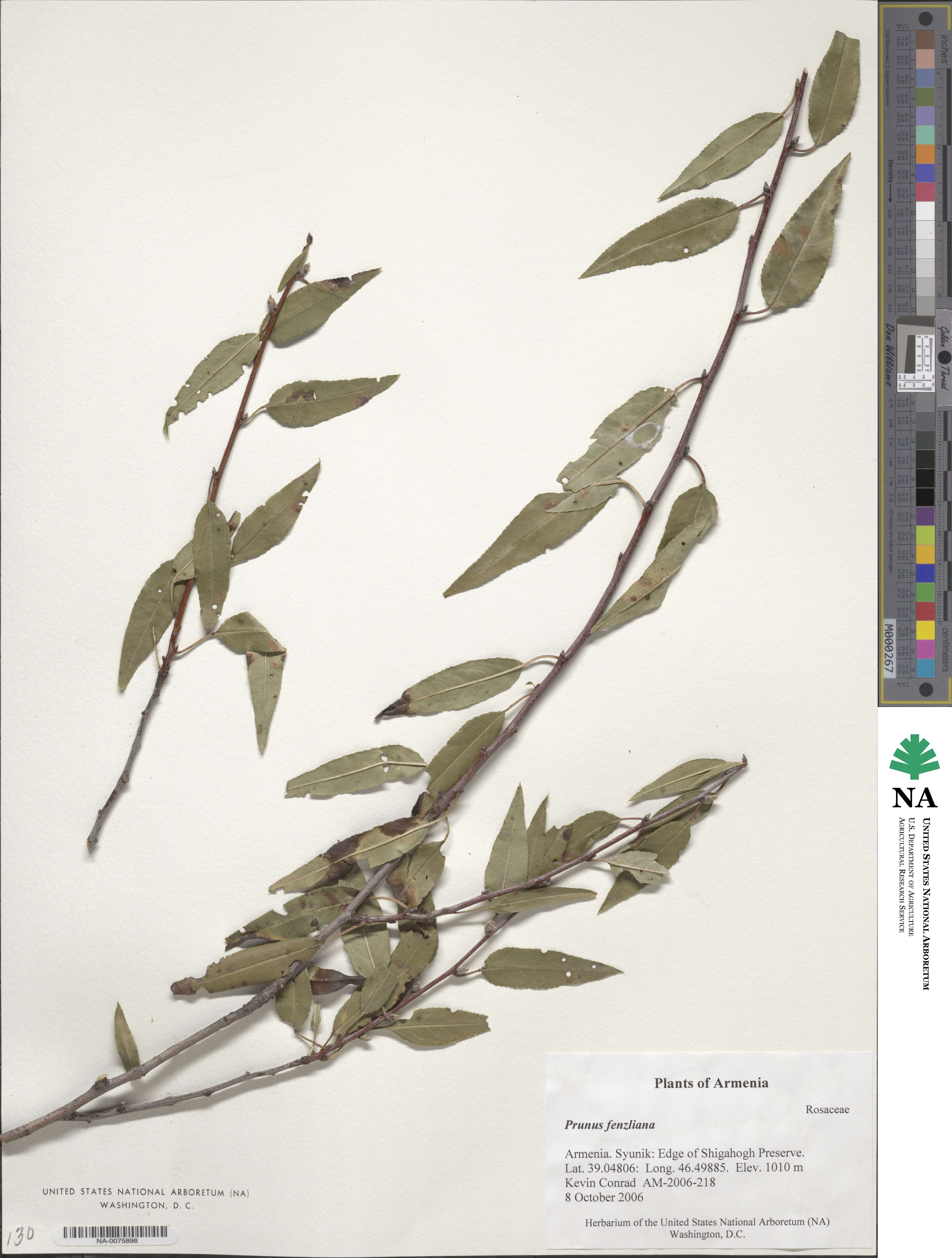 Prunus fenzliana image