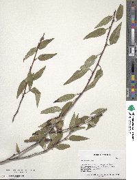 Prunus fenzliana image