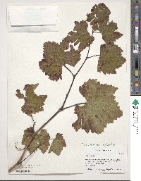 Vitis sylvestris image