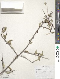 Prunus fenzliana image