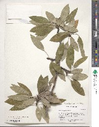 Prunus serotina var. capuli image