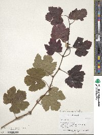 Vitis sylvestris image