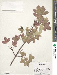 Acer monspessulanum image