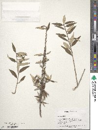 Prunus incana image