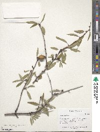 Prunus fenzliana image