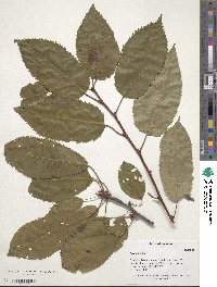 Prunus avium image