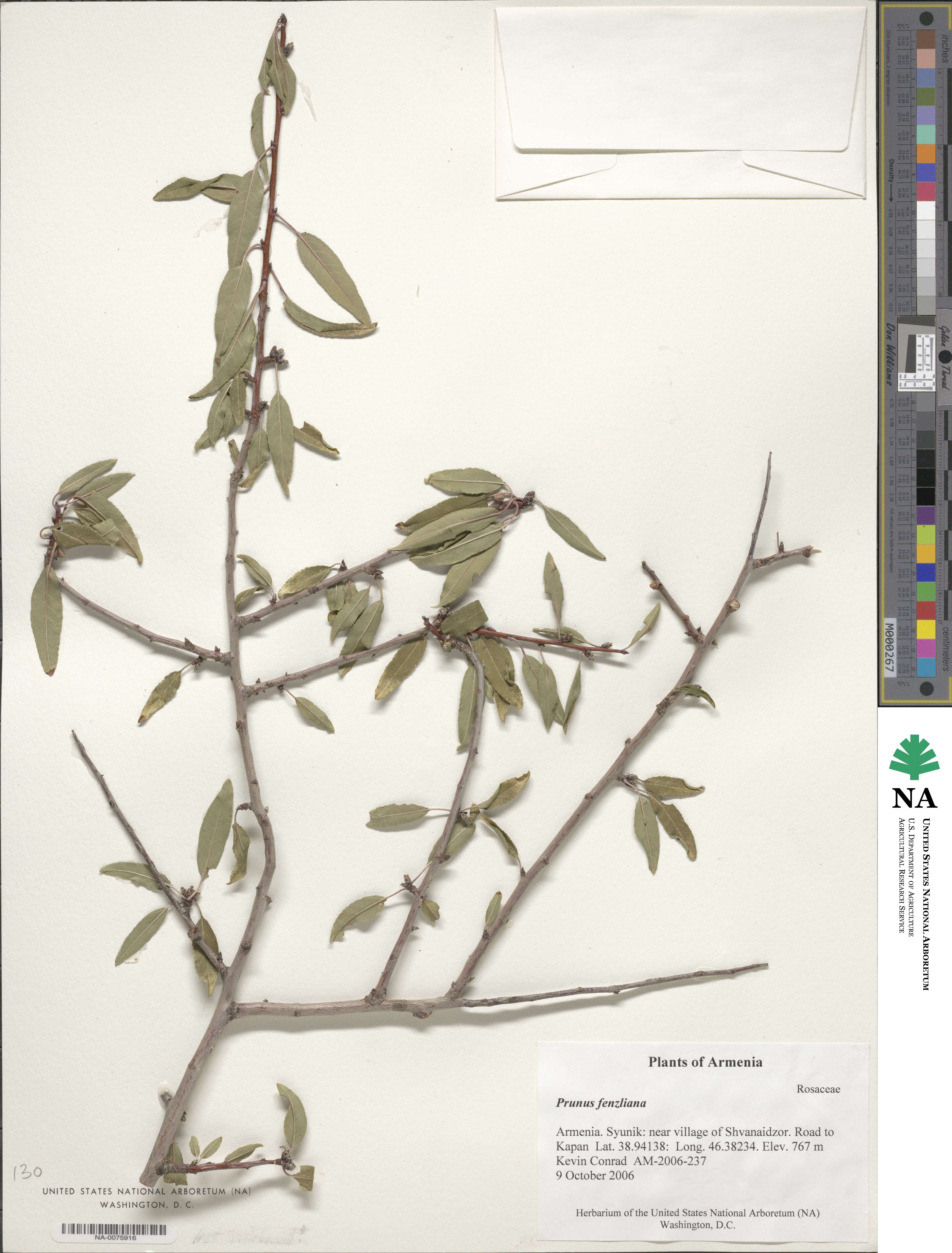 Prunus fenzliana image