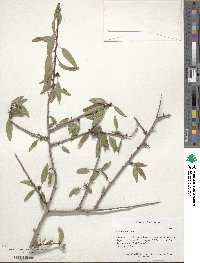 Prunus fenzliana image