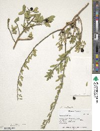 Chrysojasminum fruticans image