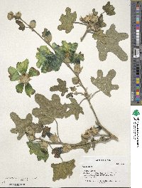 Alcea rugosa image