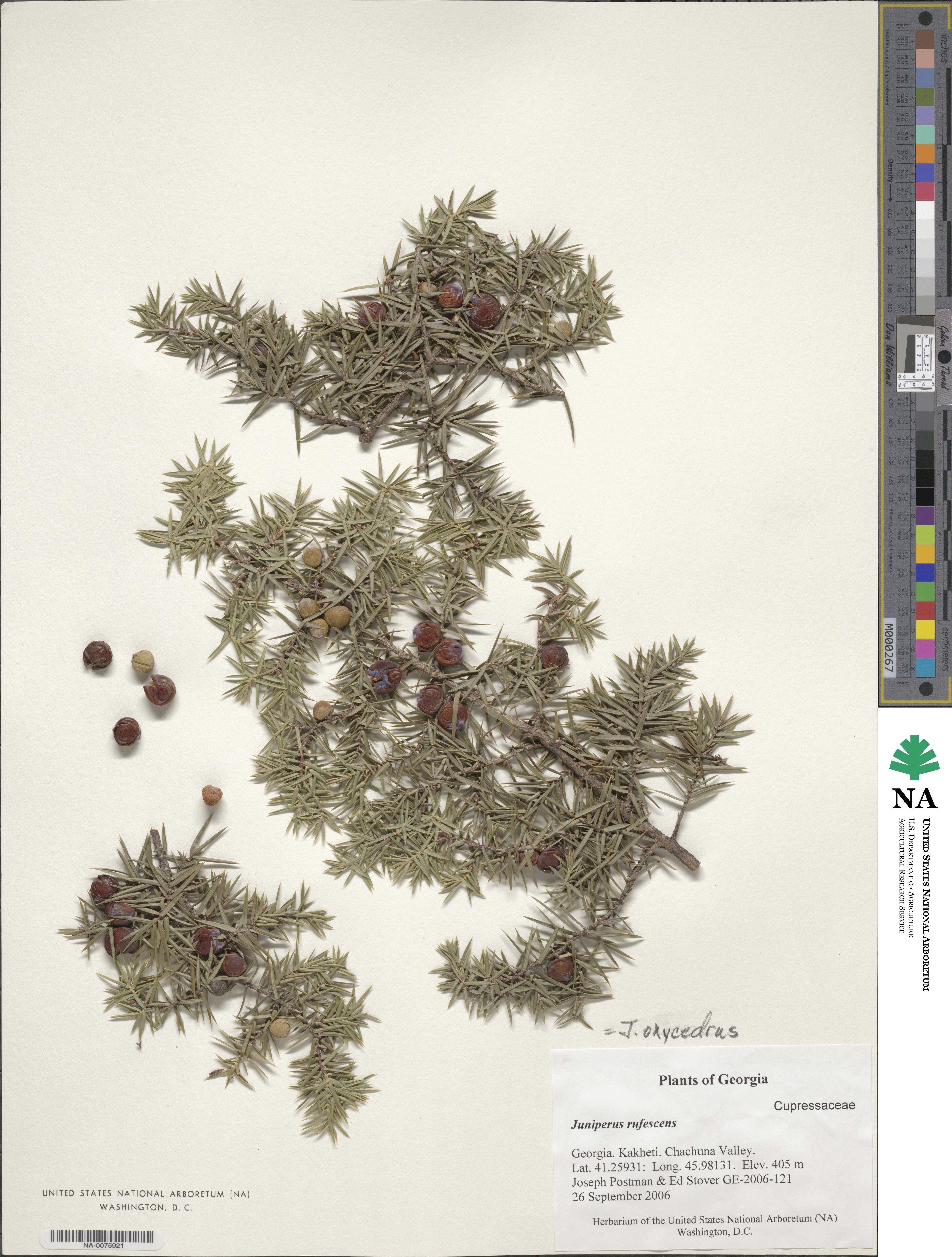 Juniperus oxycedrus subsp. oxycedrus image