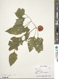 Physalis alkekengi image