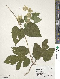 Humulus lupulus image