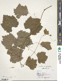 Vitis vinifera image