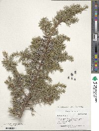 Juniperus communis image