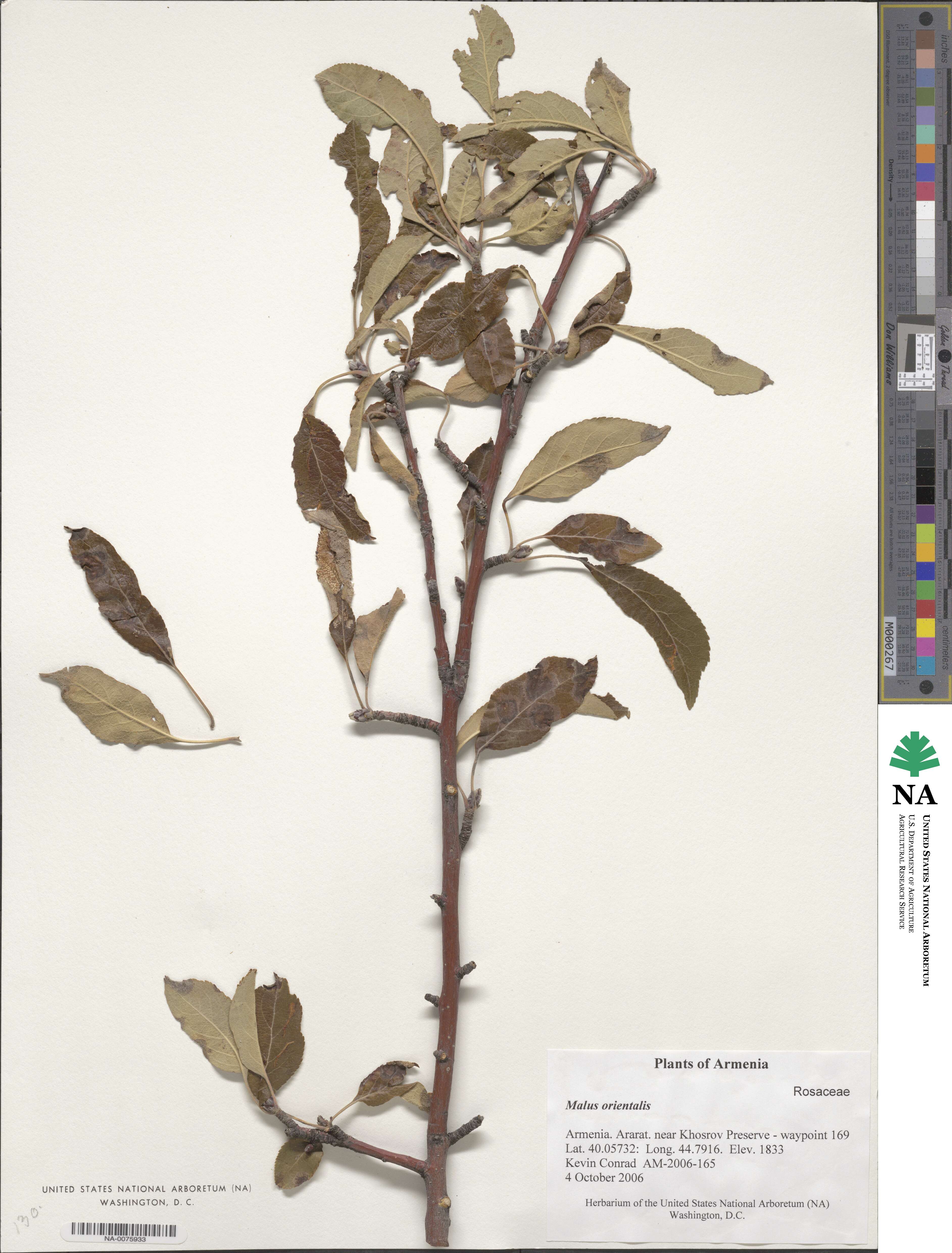 Malus sylvestris subsp. orientalis image