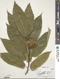 Castanea sativa image