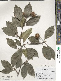 Fagus orientalis image