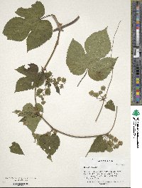 Humulus lupulus image