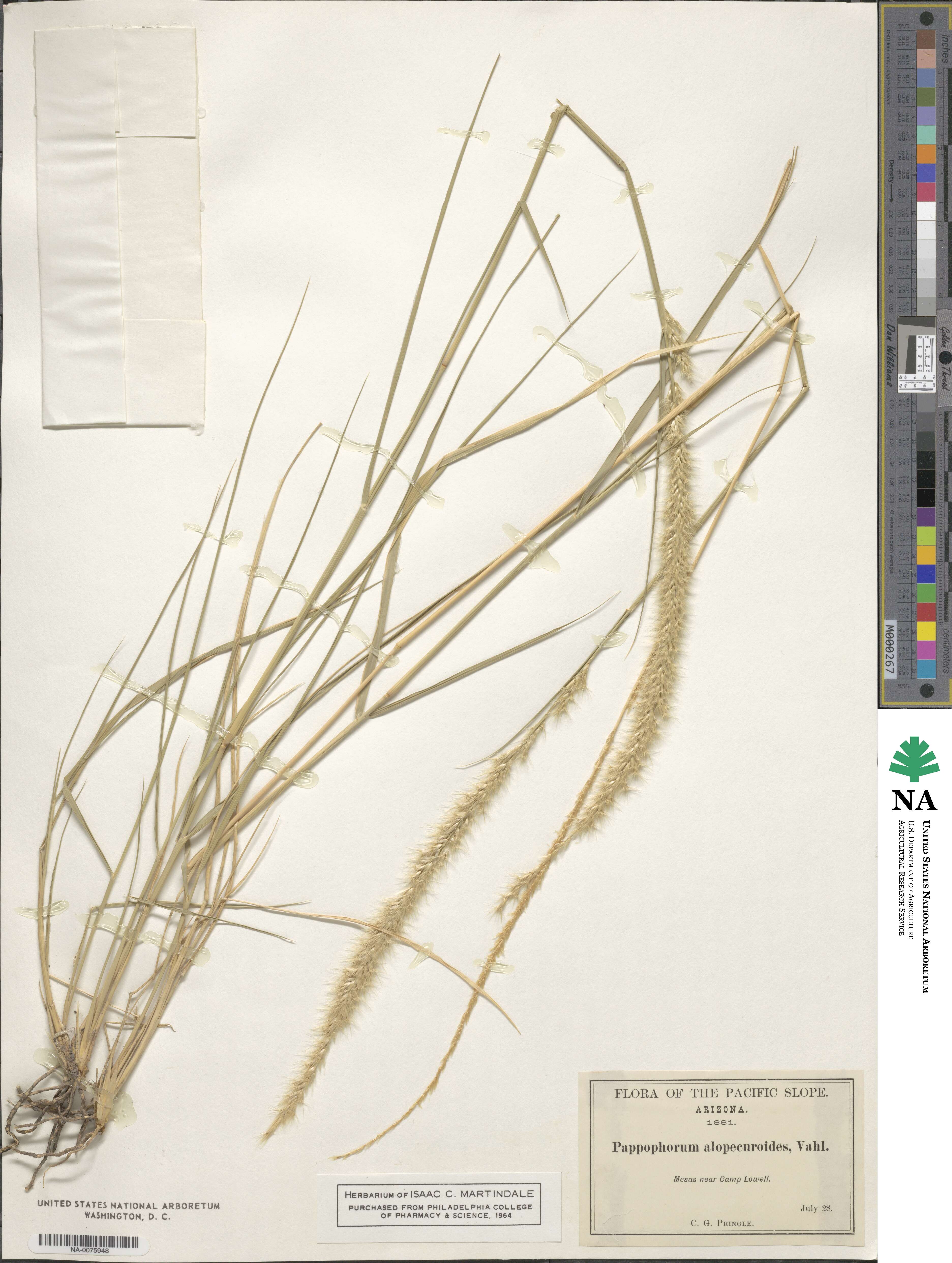 Pappophorum pappiferum image