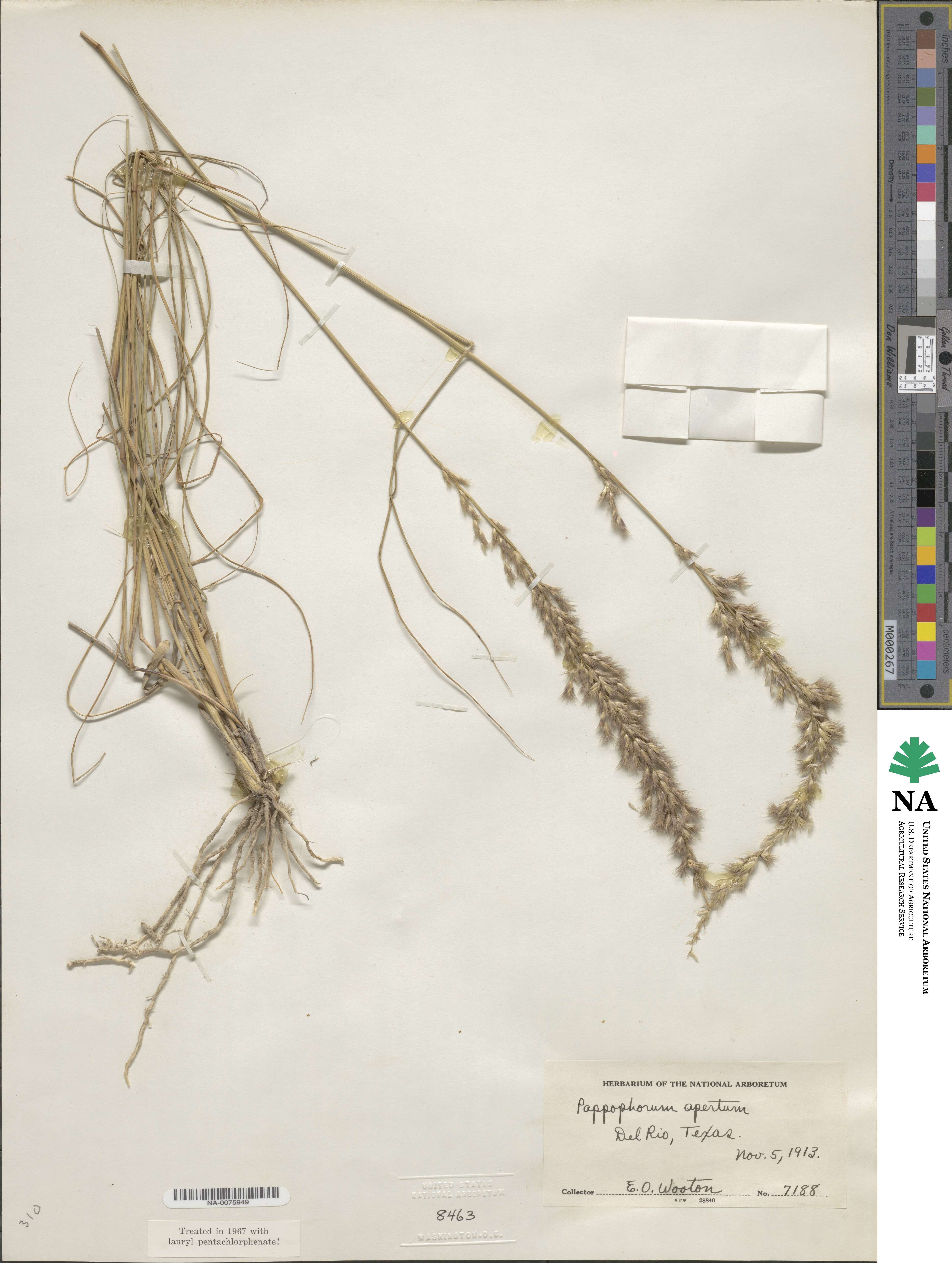Pappophorum vaginatum image