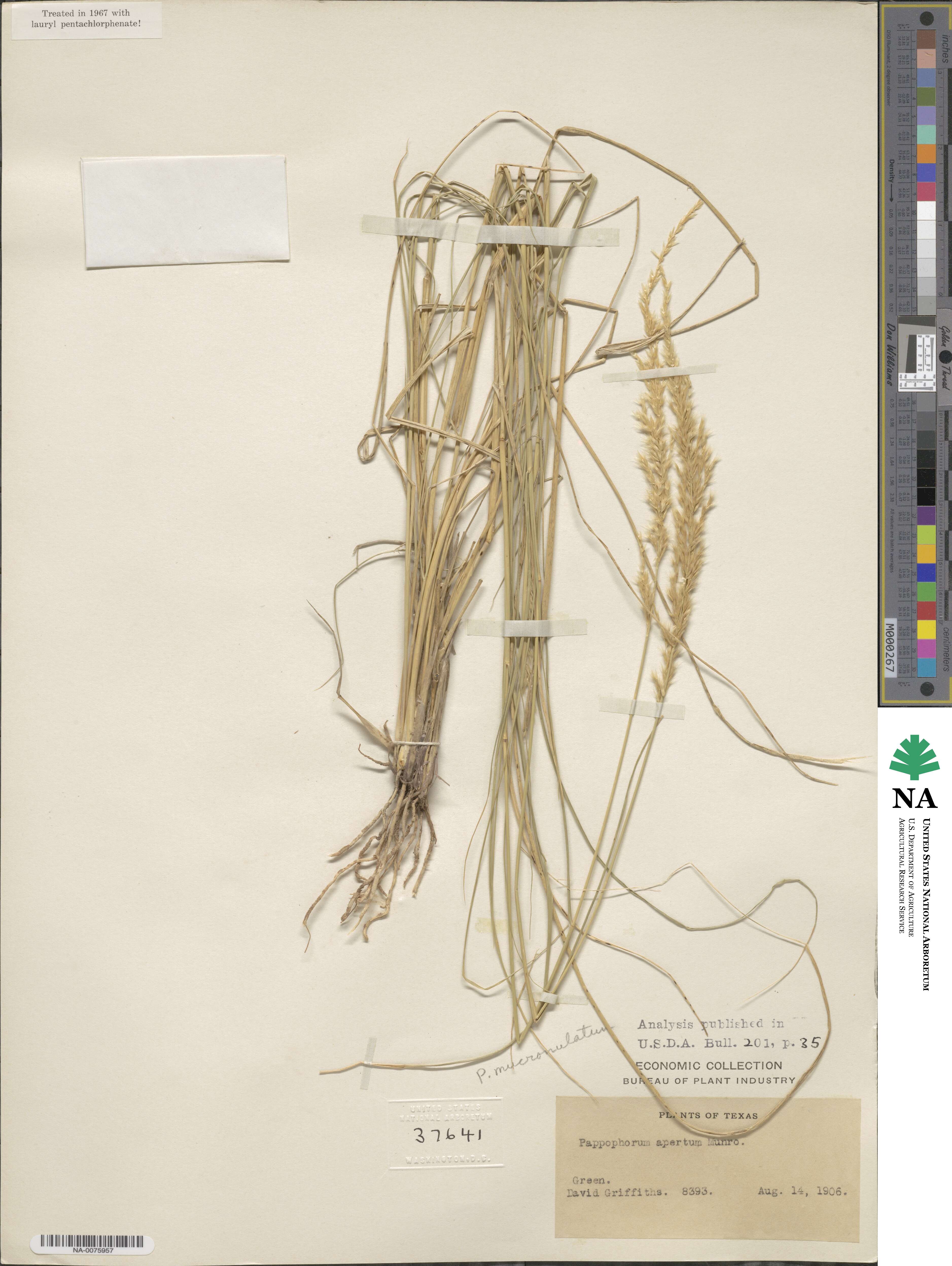 Pappophorum mucronulatum image