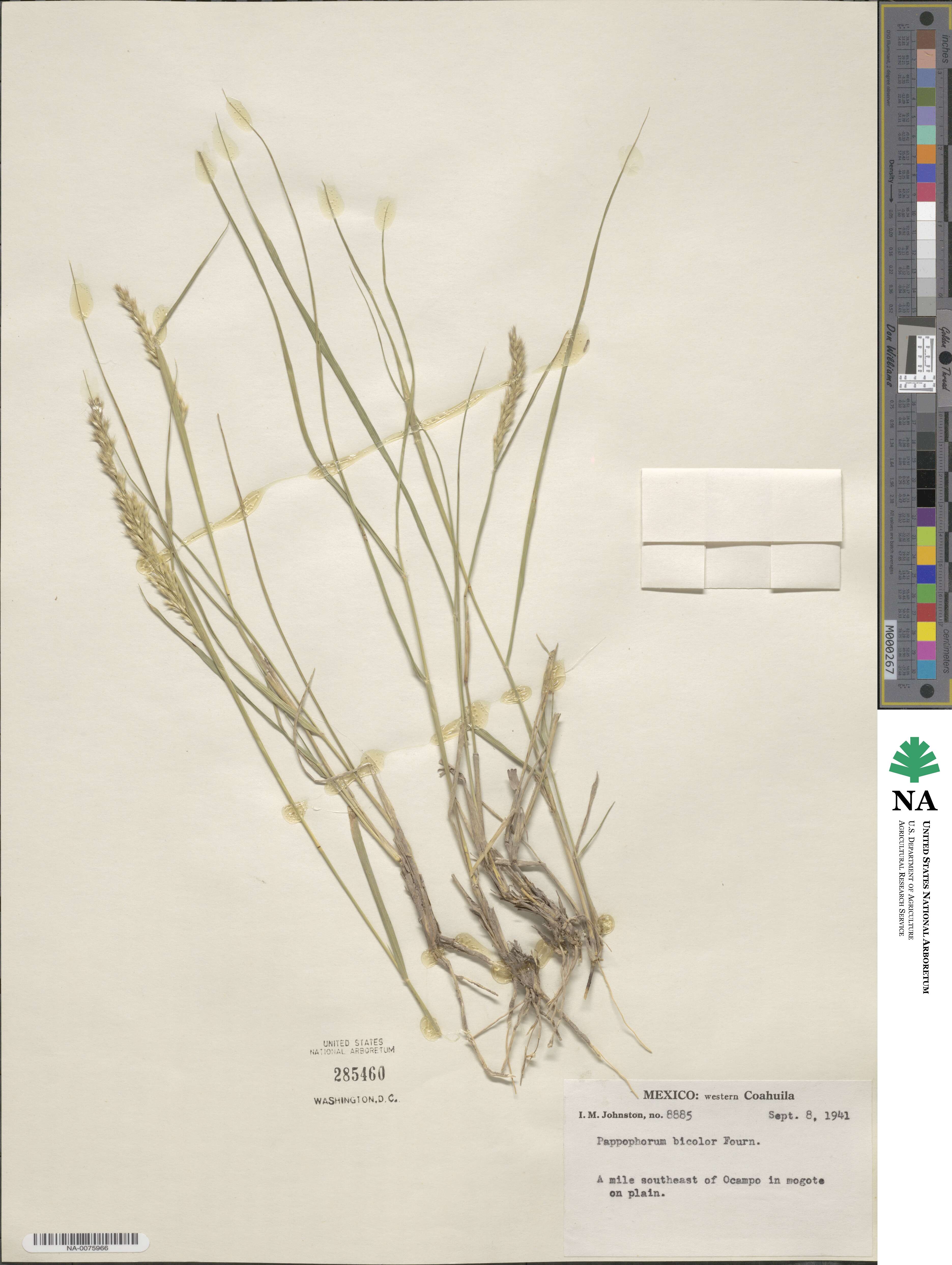Pappophorum bicolor image