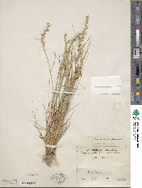 Pappophorum mucronulatum image