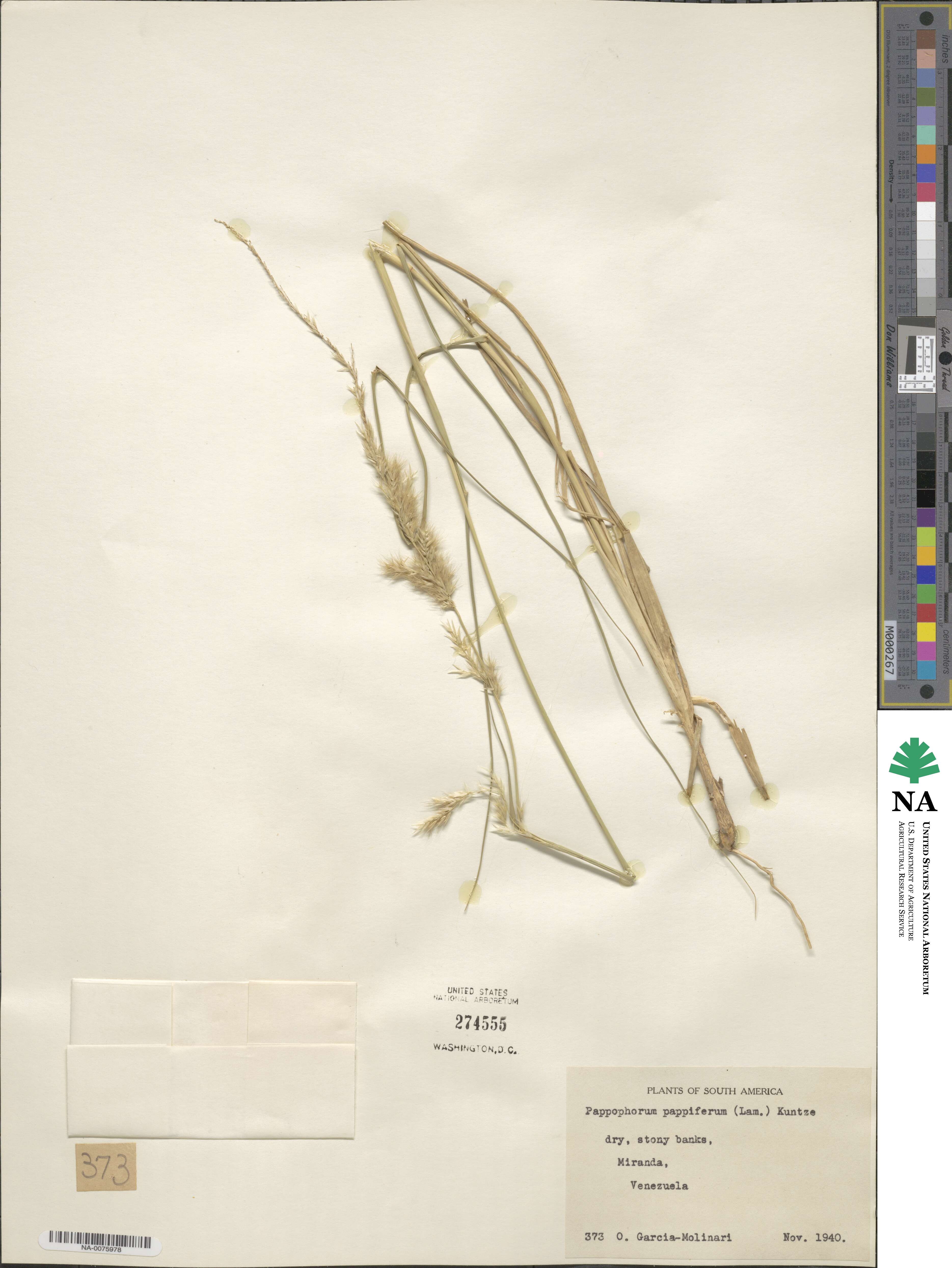 Pappophorum pappiferum image